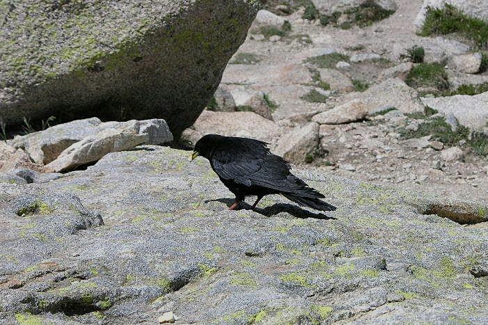 Gracchio alpino - Pyrrhocorax graculus